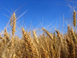 photo of wheat in the field
